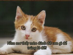 Giải mã giấc mơ mơ thấy mèo và những con số may mắn liên quan