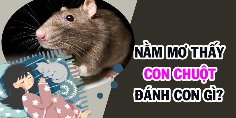 Giải mã giấc mơ mơ thấy chuột và con số may mắn cùng Debet