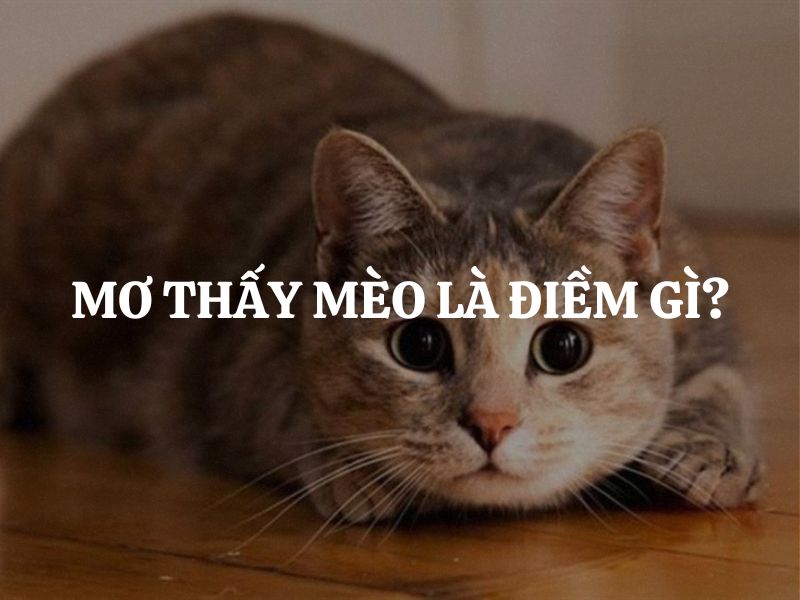 Giải mã giấc mơ mơ thấy mèo và những con số may mắn liên quan