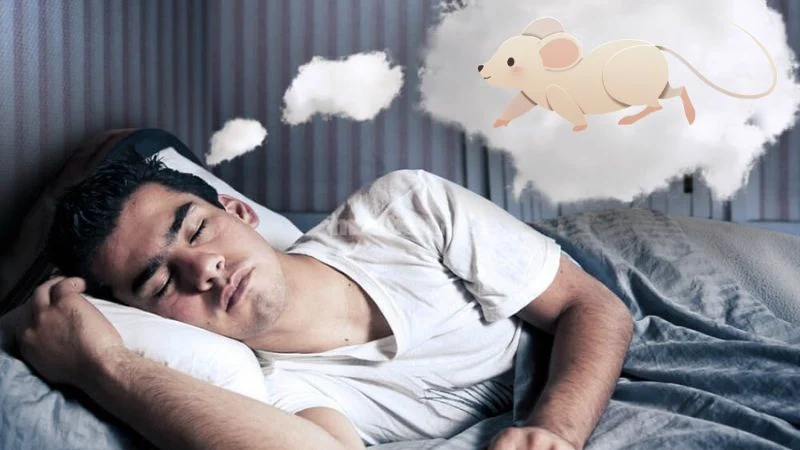 Giải mã giấc mơ mơ thấy chuột và con số may mắn cùng Debet