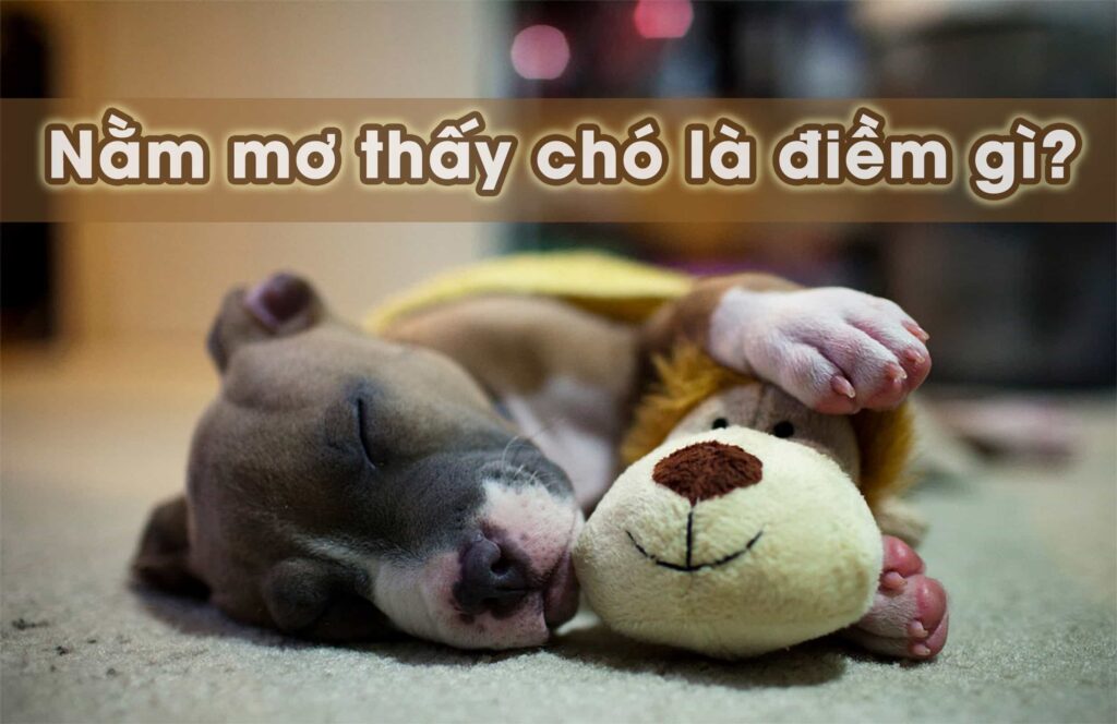 Mơ Thấy Chó Đánh Con Gì Để Trúng Lớn? Cùng Debet Giải Mã Chi Tiết