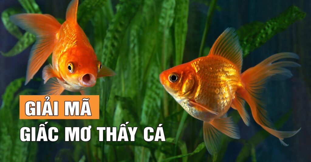 Giải mã giấc mơ thấy cá chép và những điềm báo bí ẩn từ tiềm thức – Cùng Debet khám phá