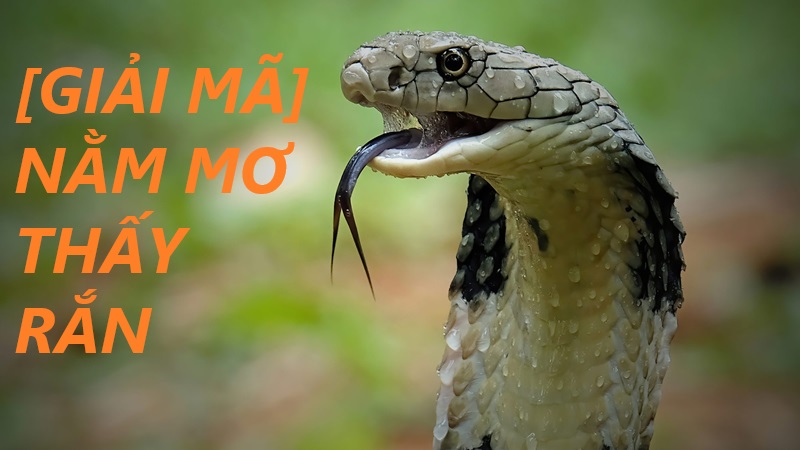 Giải mã giấc mơ thấy rắn: Thông điệp tiềm ẩn và con số may mắn tại Debet