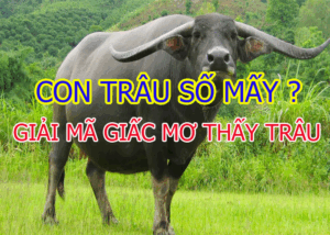 GIẢI MÃ GIẤC MƠ THẤY TRÂU: ĐIỀM BÁO GÌ VÀ NÊN ĐÁNH CON SỐ NÀO CHO MAY MẮN?